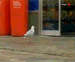 2ypjkmq.gif