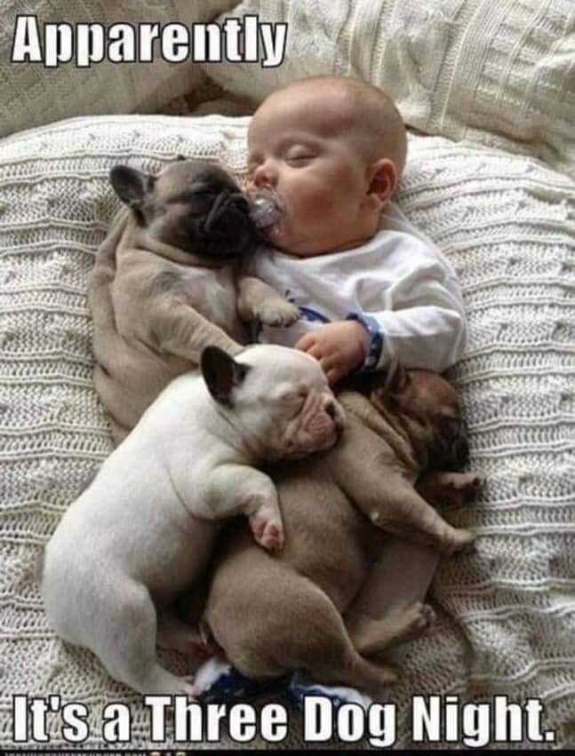 3 dog night.jpeg