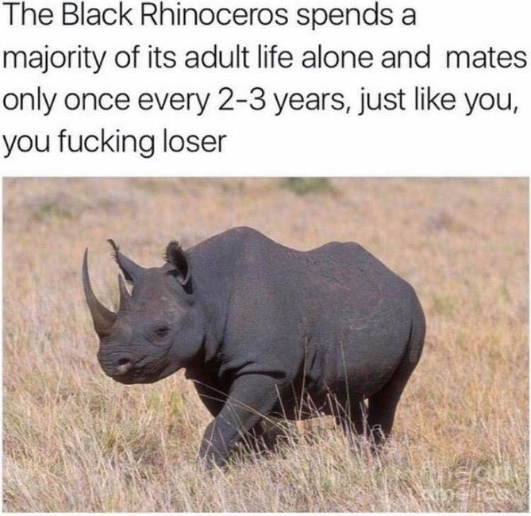 32534.jpeg