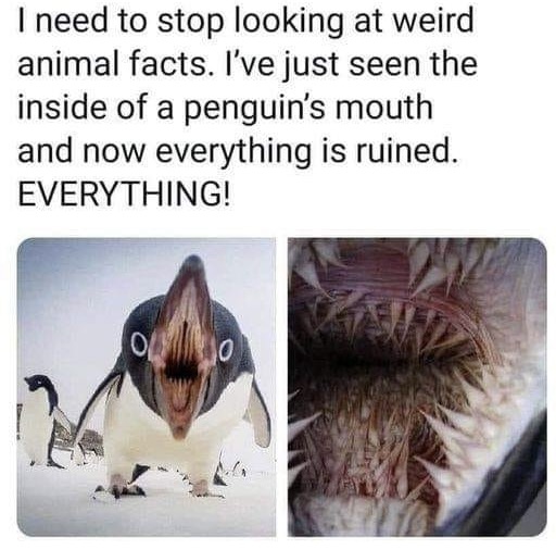 348588008_1415271042561202_8147438903648917719_n.jpeg