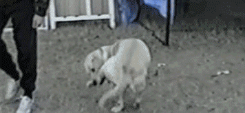 39517CF0-9D9F-4EF1-8089-C39079B4B313.gif