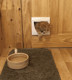 3ba139b17c90ba98f2393568a23b0c21.gif
