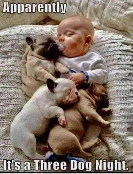3dog night.jpeg