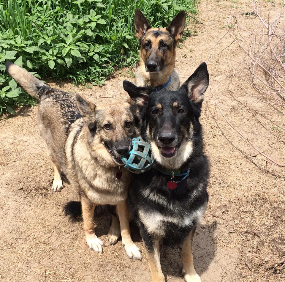3dogs1.jpg
