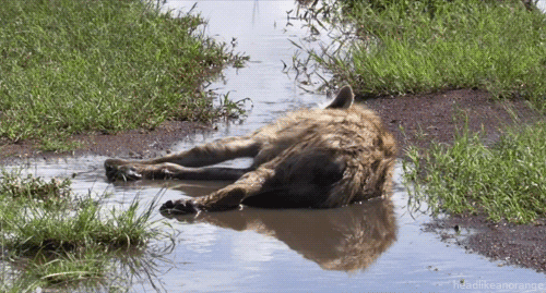 3EF149B1-5E14-4BC4-8BB0-98C6554217EA.gif