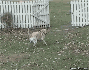42a71a184aff732aaebe7d57e79e89af20bca9905333b24e69d29b44e1fe8076.gif