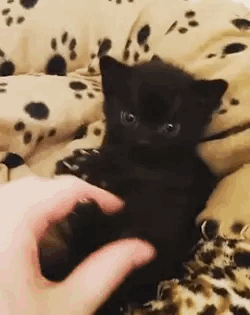 42E51739-62BF-4F1D-9D00-1F6A8F19635C.gif