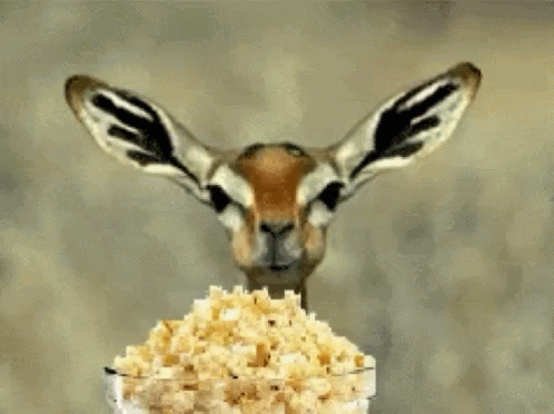 436E13ED-B5A2-4549-8CEB-8BBF49EE4C5A.gif