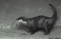 44.gif