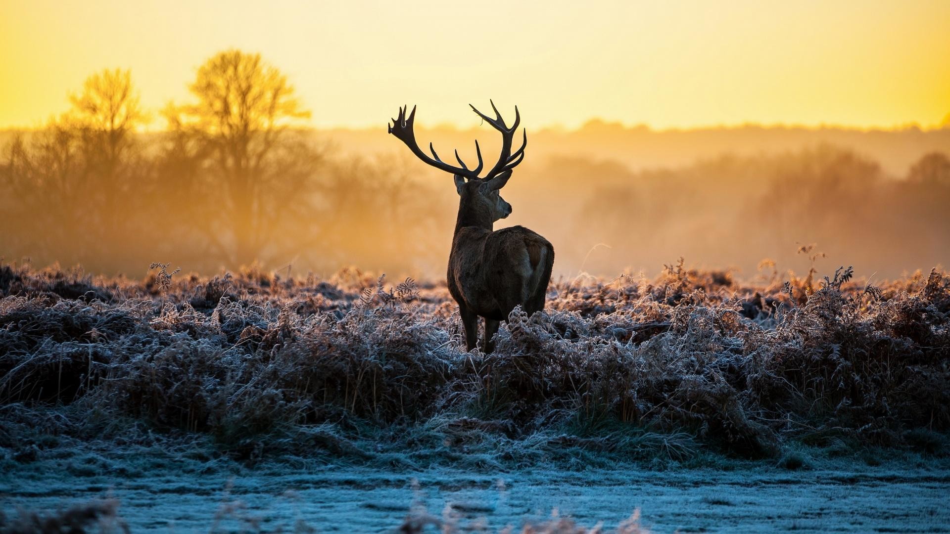 444373-deer-hunting-backgrounds-1920x1080-for-1080p.jpg