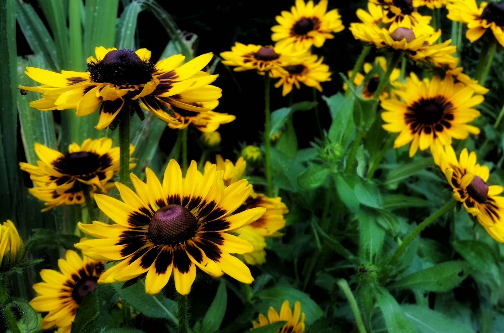 465917FF-C907-403C-A617-9A82EFBDE92F.jpeg