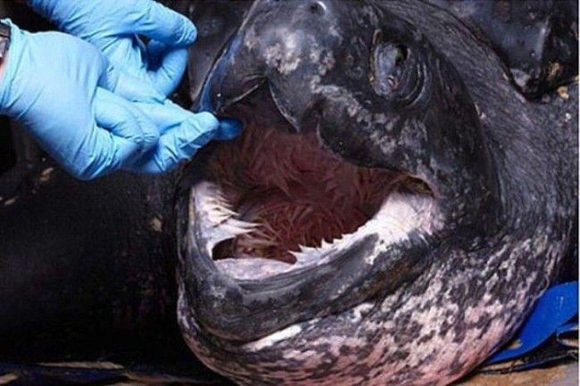 4f8989956c2ff15abd0083a76d640120--loggerhead-turtle-crazy-animals.jpg