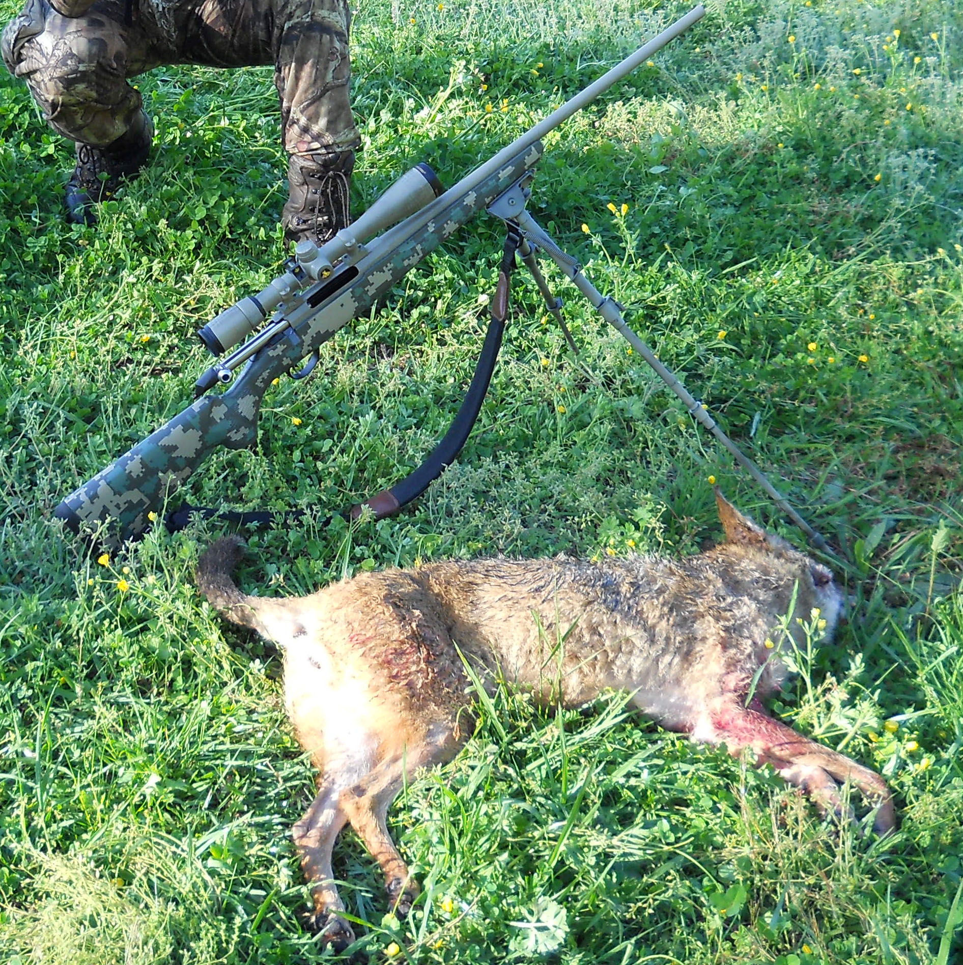 5 yote.jpg