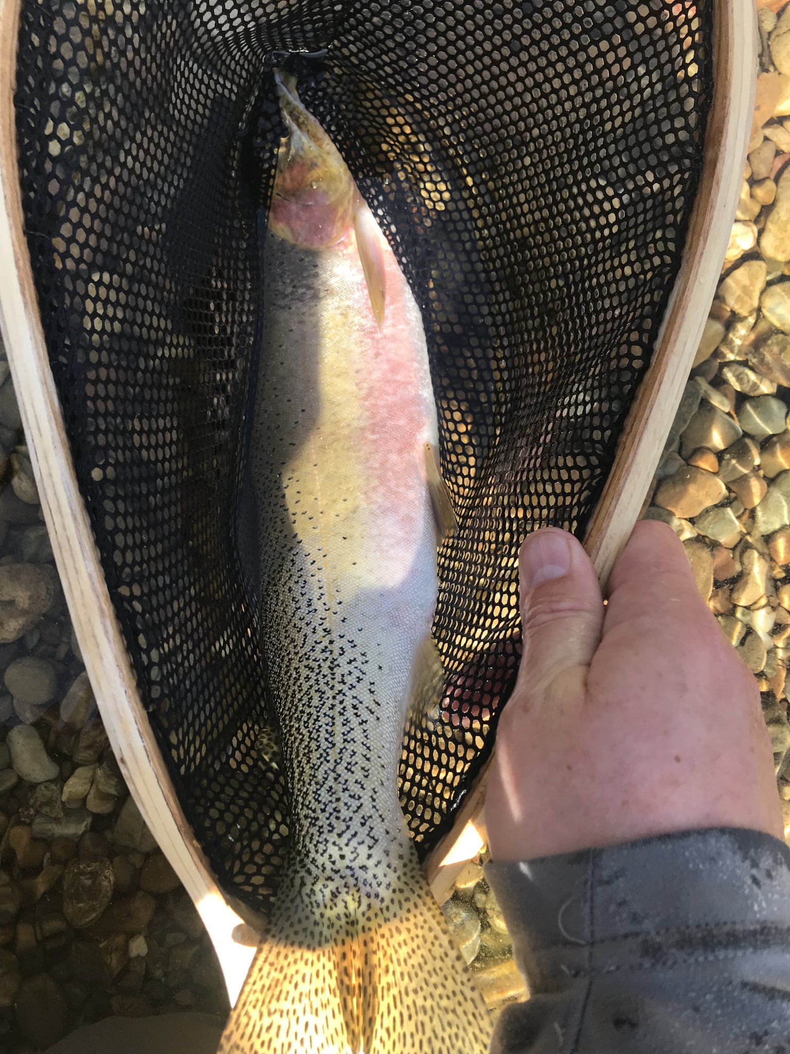 5B2D9438-0B0D-4CAA-AEC5-2748C910F9E6.jpeg