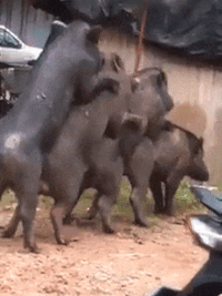 6385AEA4-7D66-4F5F-90C3-3FAAE70776F8.gif