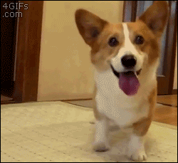 63CABC67-431D-491D-87CD-38DB17CE944F.gif
