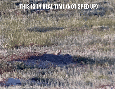 6D5AC5B3-D596-44D9-9AD6-275E23079DA6.gif