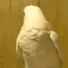 6F1187AC-E416-43DA-BB46-462C34689664.gif