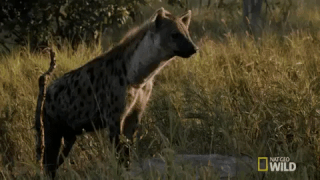 6F774F4A-E5CB-48D6-BA59-0B020C1BDAA8.gif