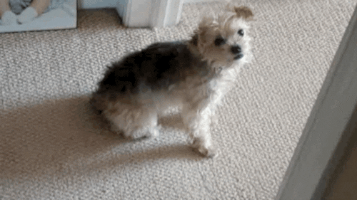 71BA552C-C7DD-4706-85DF-96AE20076F81.gif