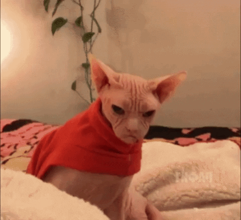 78D4CE93-9DB5-4716-A971-B7358A3689C4.gif