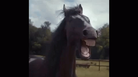 7A635C56-23B3-428C-BF47-DD36893A5CE8.gif