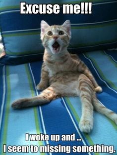7ba446eb148bc9b8568df86191f78b3c--photos-of-animals-funny-cats.jpg