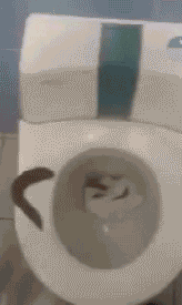 7C204BF2-1509-4339-BB09-4F45474785F5.gif