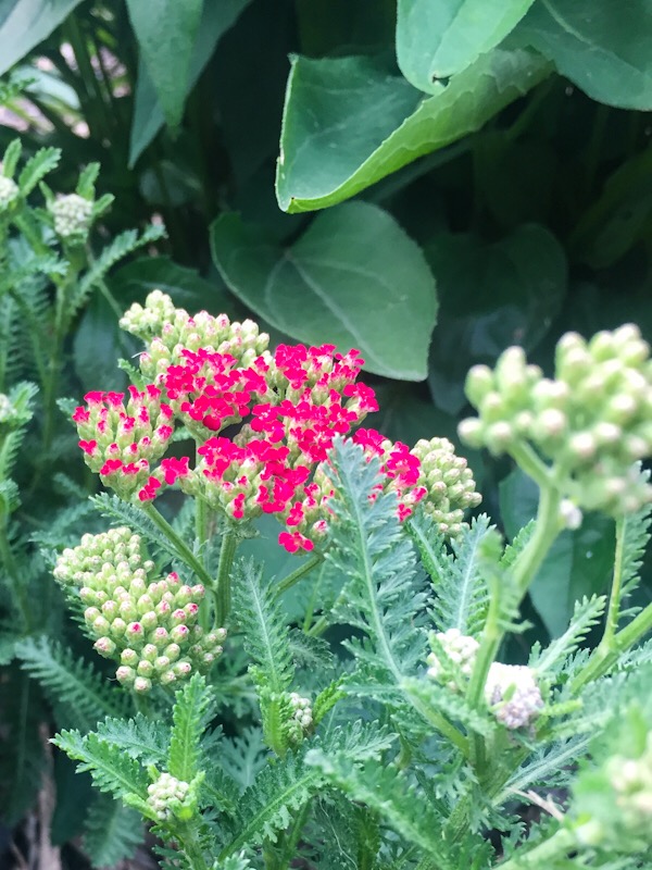 7C633937-86AC-4F1E-BA84-E6984424C8C3.jpeg