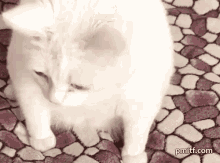 7E3338C0-3D89-42B7-9269-36C71B5CC757.gif