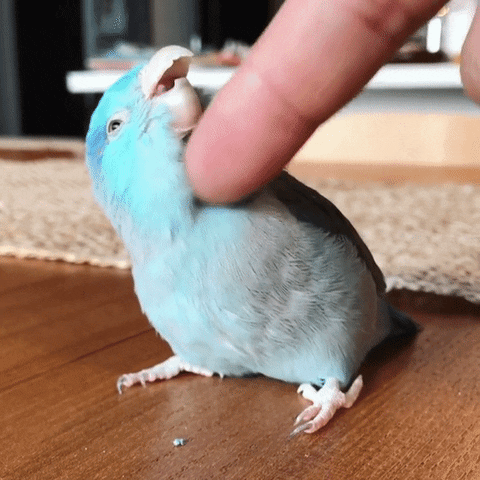 7syK.gif