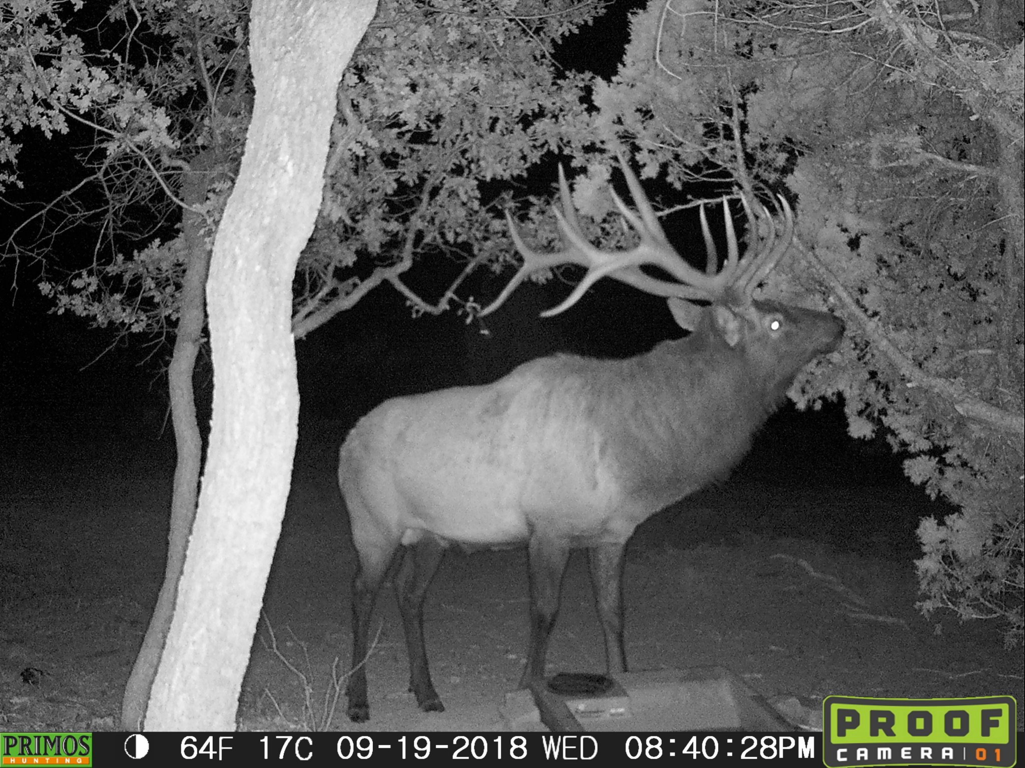7x7bull002.JPG