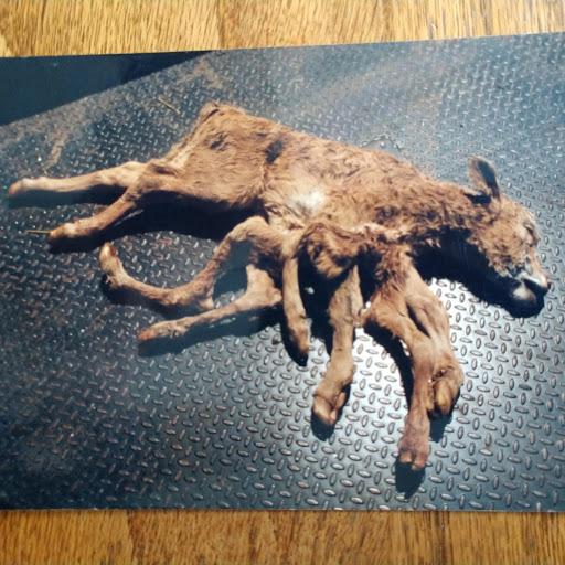 8 legged calf.jpg