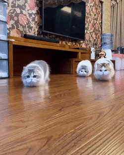 8036BFAD-097F-4A11-9E8E-050AEE2171B5.gif