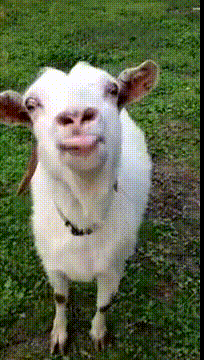 828D823C-C340-4BD8-BF68-5E0B3BE56AEB.gif