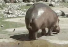 829F3686-CAFB-40A2-854A-EF4E11D0DE95.gif