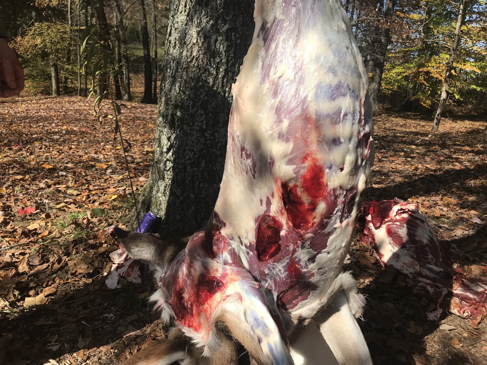 8546820F-8702-43E5-9C4B-CAA5C351005D.jpeg
