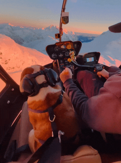 85C69E4D-65D6-4D90-8415-6F7C335EAD7F.gif