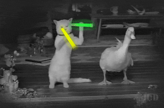 868F3023-EC4C-4E0A-8C03-A4159D6A0B2F.gif