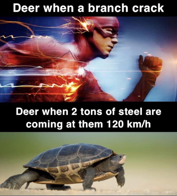 87132390.jpg