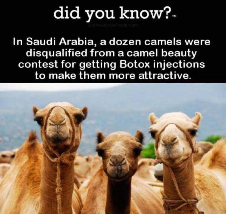87487286.jpg