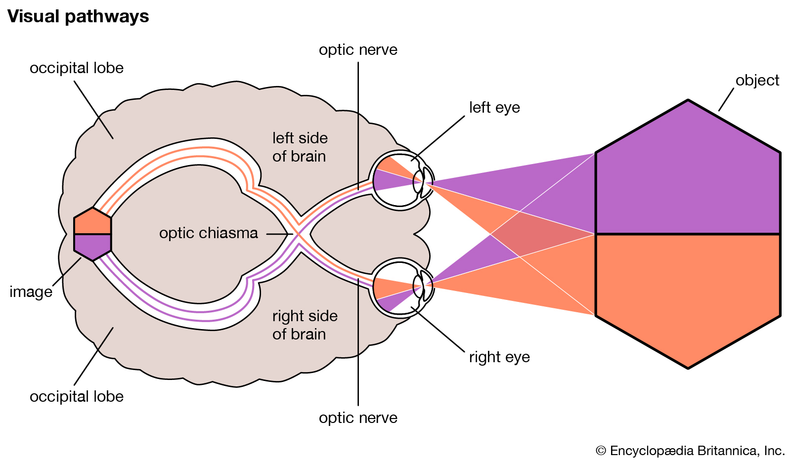 Brain eyes. Зрительный нерв. Зрительный нерв глаза. Оптический нерв. Зрительный нерв анатомия.