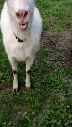 8A097272-45A8-46F5-BFFA-CECF2A33AAC9.gif