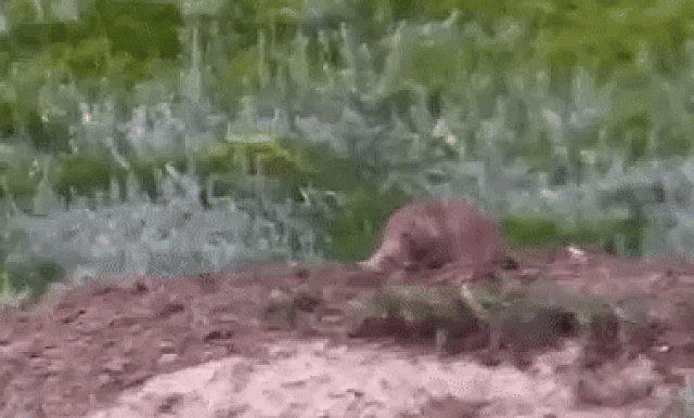 8D4BF7F7-D32E-4339-A3D7-59466AD14101.gif