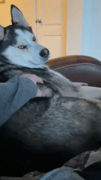 8iwWhY0.gif