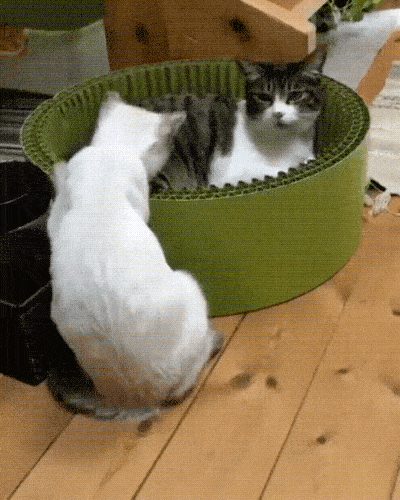 920CBF33-1C35-42AE-B821-868BBF5A04CE.gif