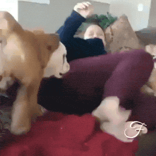 93591E88-5BBD-46DD-A785-27591B74532E.gif