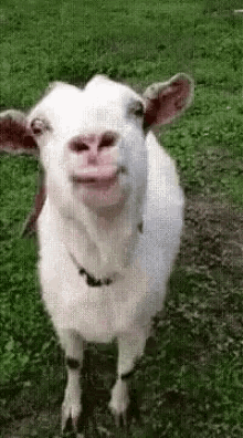 946FFAB2-37E9-428B-AAF1-2FAAFA308824.gif