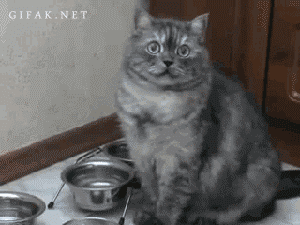 96C777F7-BE1E-4D54-A956-C632062B11E9.gif