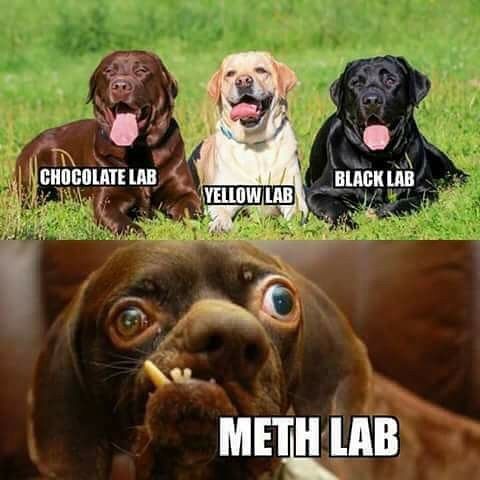 971add0e5530eccbbf5463377d6f5fd2--meth-lab-funny-cute.jpg